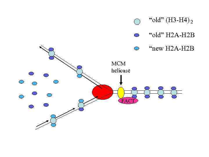“old” (H 3 -H 4) 2 “old” H 2 A-H 2 B “new H