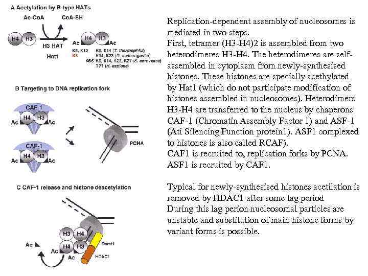 K 56 Replication-dependent assembly of nucleosomes is mediated in two steps. First, tetramer (H