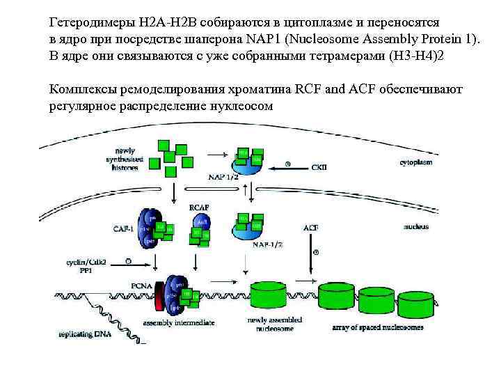 Гетеродимеры H 2 A-H 2 B собираются в цитоплазме и переносятся в ядро при