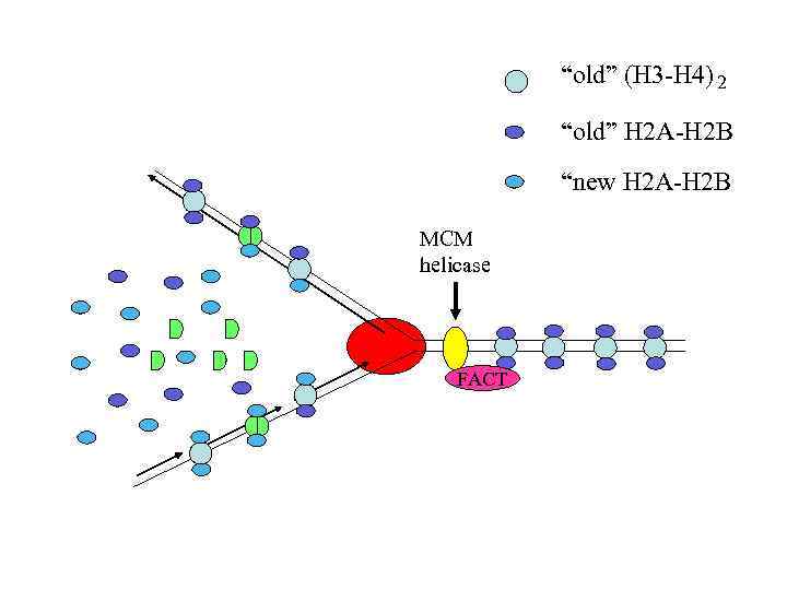 “old” (H 3 -H 4) 2 “old” H 2 A-H 2 B “new H