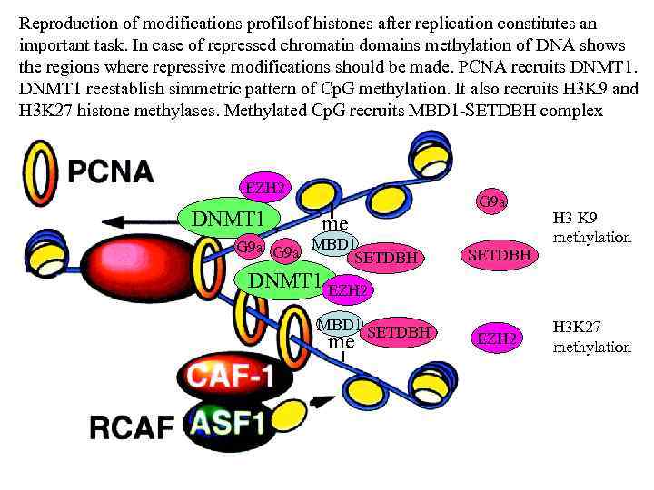 Reproduction of modifications profilsof histones after replication constitutes an important task. In case of