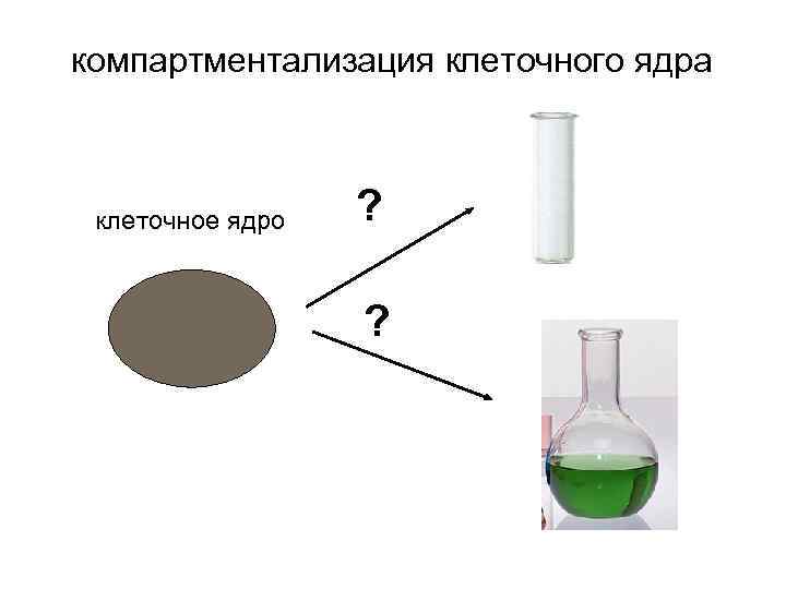 компартментализация клеточного ядра клеточное ядро ? ? 