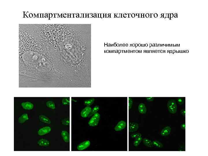 Компартментализация клеточного ядра Наиболее хорошо различимым компартментом является ядрышко 