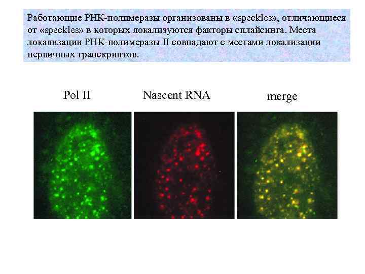 Работающие РНК-полимеразы организованы в «speckles» , отличающиеся от «speckles» в которых локализуются факторы сплайсинга.