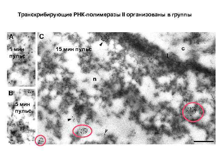 Транскрибирующие РНК-полимеразы II организованы в группы 1 мин пульс 5 мин пульс 15 мин