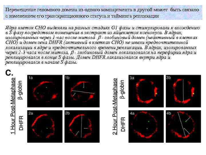 Перемещение геномного домена из одного компартмента в другой может быть связано с изменением его