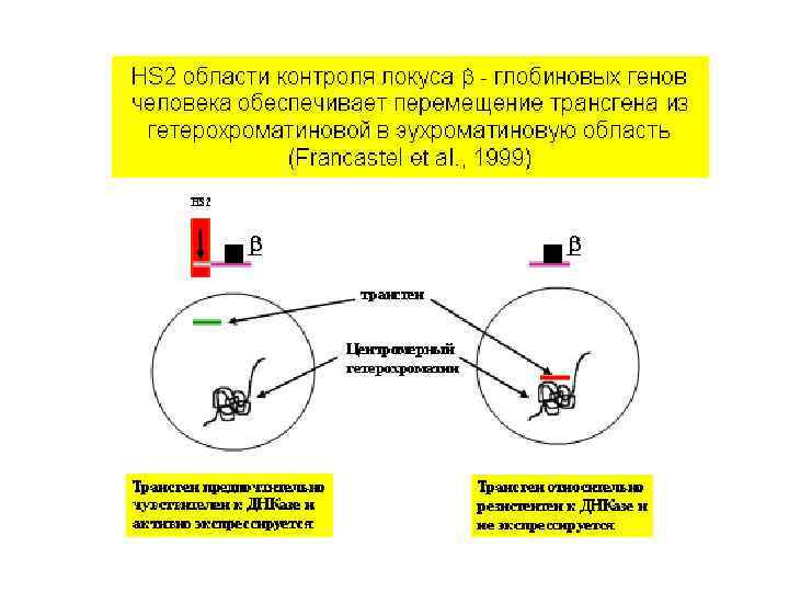 В ядре существуют активные и пассивные области. Пассивными областями являются, в частности, области расположения