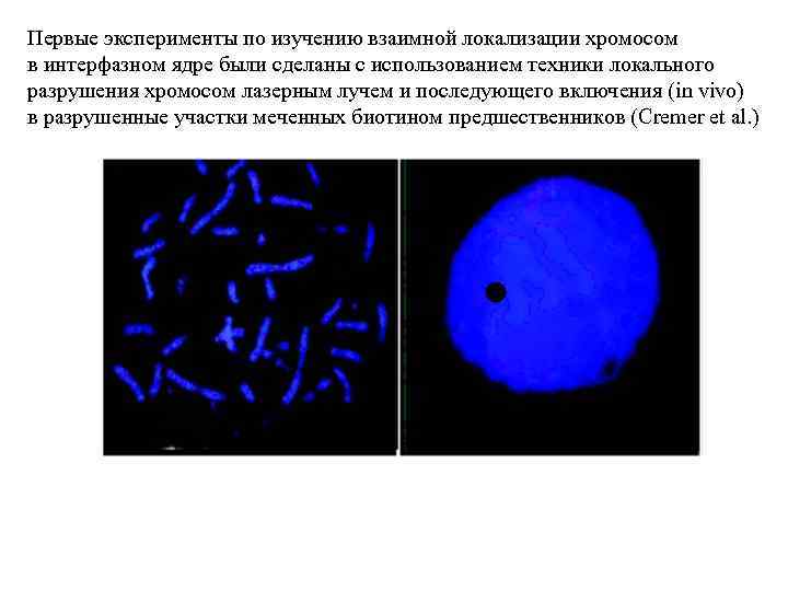 Первые эксперименты по изучению взаимной локализации хромосом в интерфазном ядре были сделаны с использованием