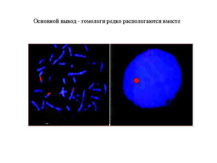 Основной вывод - гомологи редко распологаются вместе 