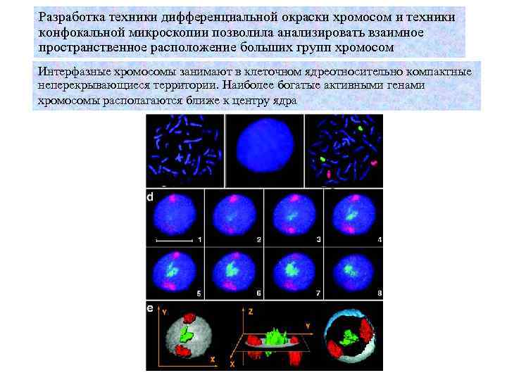 Разработка техники дифференциальной окраски хромосом и техники конфокальной микроскопии позволила анализировать взаимное пространственное расположение