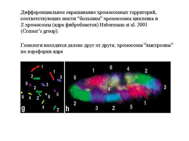 Дифференциальное окрашивание хромосомных территорий, соответствующих шести “большим” хромосомам ципленка и Z хромосомы (ядра фибробластов)