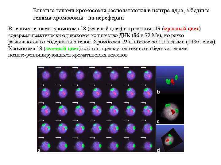 Богатые генами хромосомы располагаются в центре ядра, а бедные генами хромосомы - на переферии