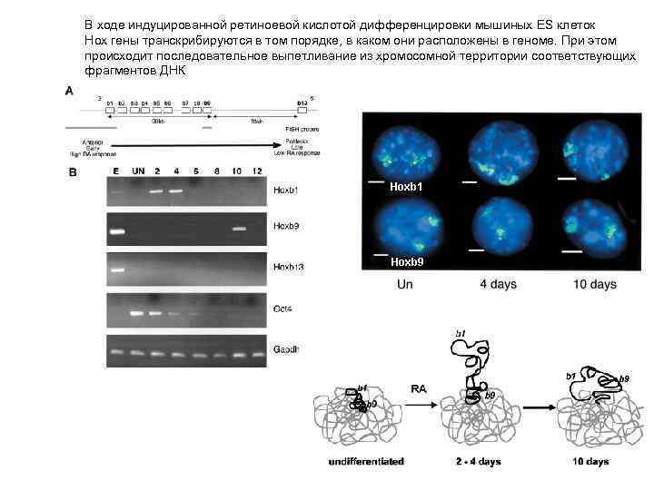 В ходе индуцированной ретиноевой кислотой дифференцировки мышиных ES клеток Hox гены транскрибируются в том