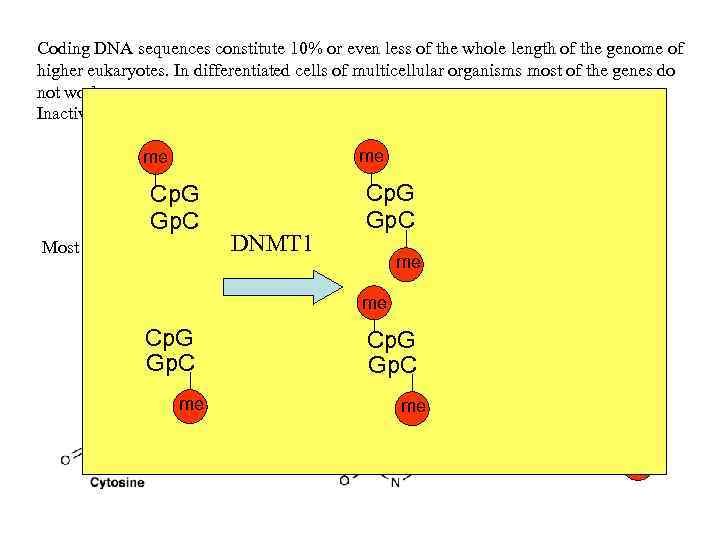 Coding DNA sequences constitute 10% or even less of the whole length of the