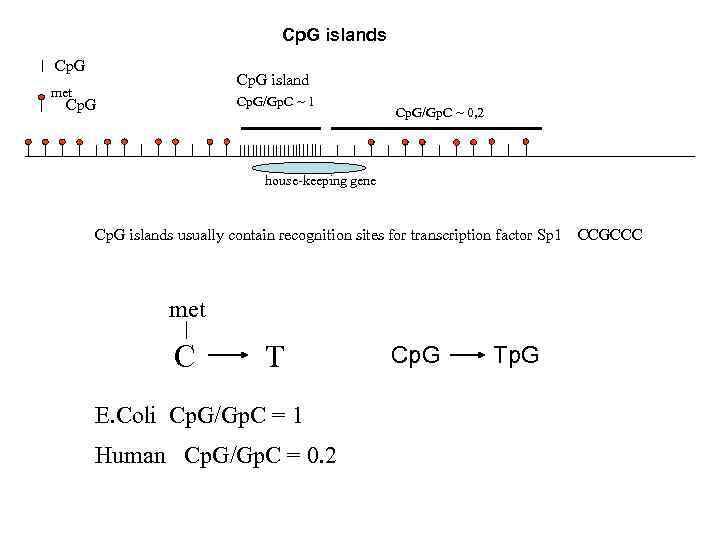 Cp. G islands Cp. G island met Cp. G/Gp. C ~ 1 Cp. G/Gp.