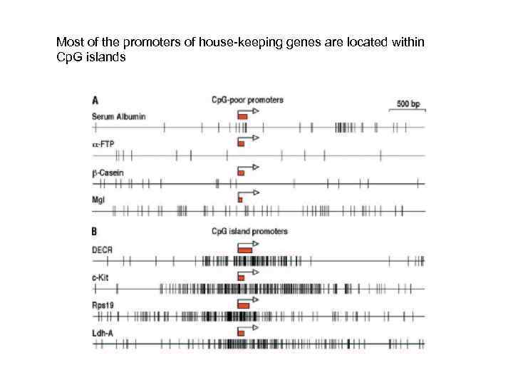 Most of the promoters of house-keeping genes are located within Cp. G islands 