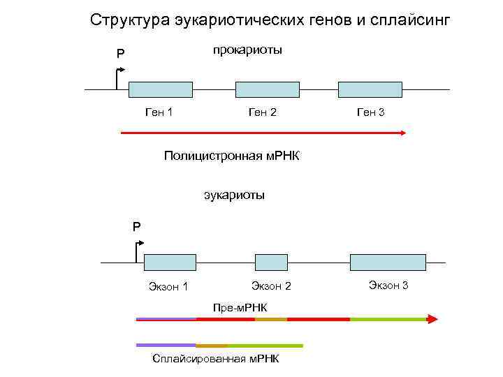 Структура эукариотических генов и сплайсинг прокариоты Р Ген 1 Ген 2 Ген 3 Полицистронная