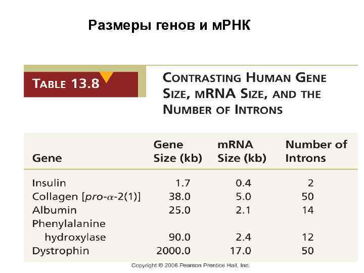 Размеры генов и м. РНК 
