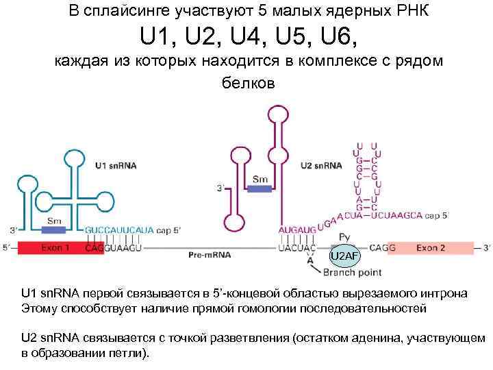 В сплайсинге участвуют 5 малых ядерных РНК U 1, U 2, U 4, U