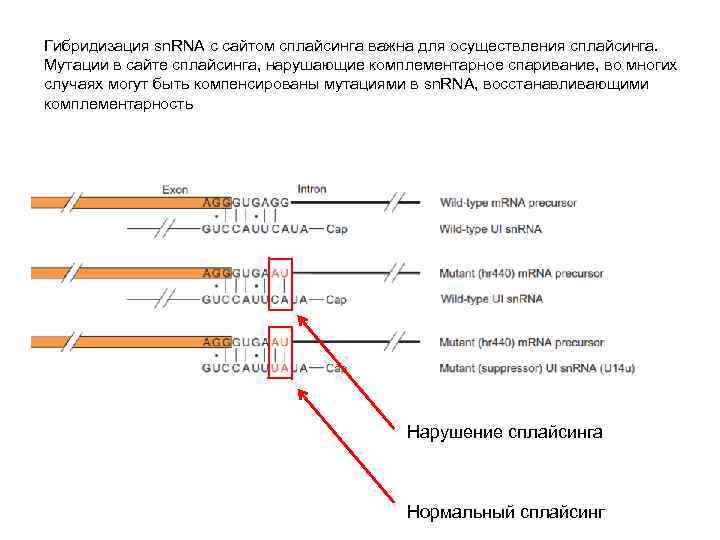 Гибридизация sn. RNA с сайтом сплайсинга важна для осуществления сплайсинга. Мутации в сайте сплайсинга,