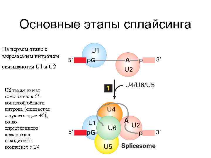 Основные этапы сплайсинга На первом этапе с вырезаемым интроном связываются U 1 и U
