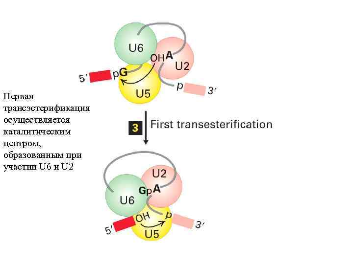 Первая трансэстерификация осуществляется каталитическим центром, образованным при участии U 6 и U 2 