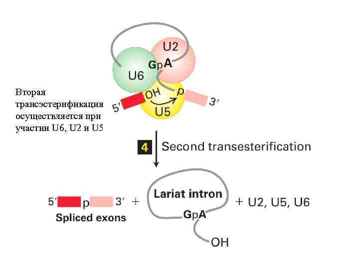 Вторая трансэстерификация осуществляется при участии U 6, U 2 и U 5 