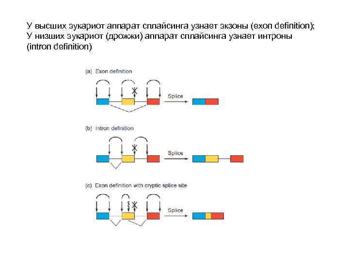 У высших эукариот аппарат сплайсинга узнает экзоны (exon definition); У низших эукариот (дрожжи) аппарат
