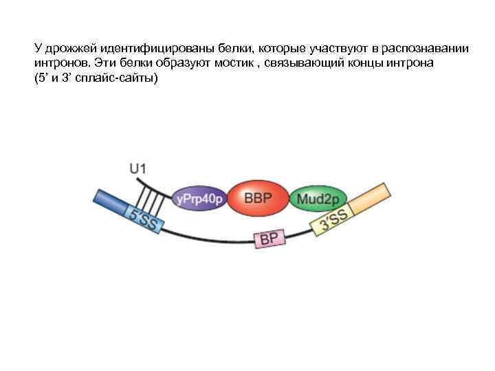 У дрожжей идентифицированы белки, которые участвуют в распознавании интронов. Эти белки образуют мостик ,