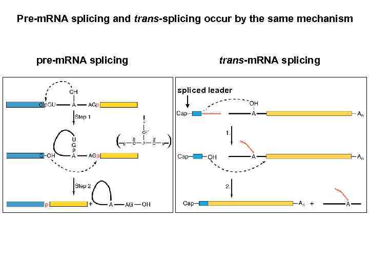 Pre-m. RNA splicing and trans-splicing occur by the same mechanism pre-m. RNA splicing trans-m.