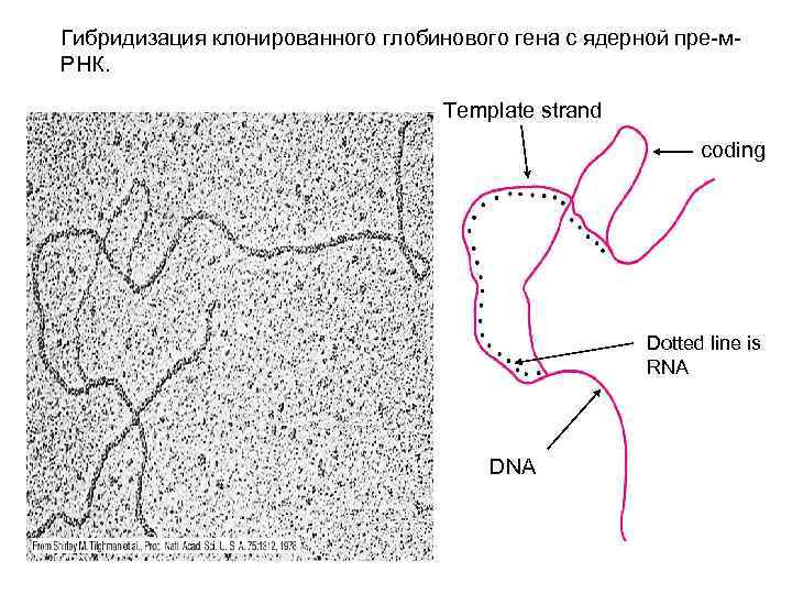 Гибридизация клонированного глобинового гена с ядерной пре-м. РНК. Template strand coding Dotted line is