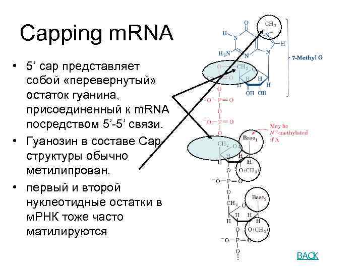 Capping m. RNA • 5’ cap представляет собой «перевернутый» остаток гуанина, присоединенный к m.