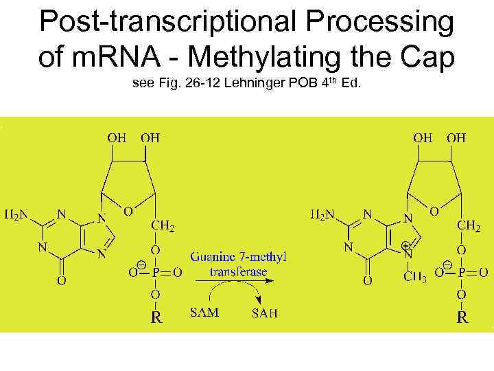 Post-transcriptional Processing of m. RNA - Methylating the Cap see Fig. 26 -12 Lehninger
