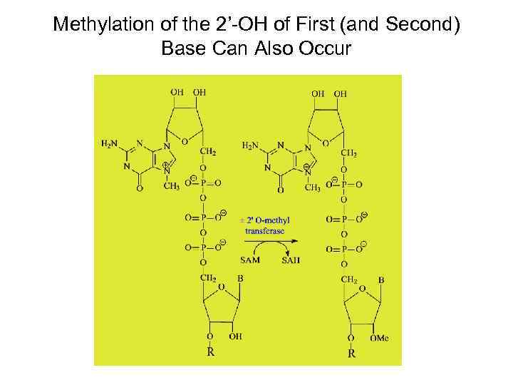 Methylation of the 2’-OH of First (and Second) Base Can Also Occur 
