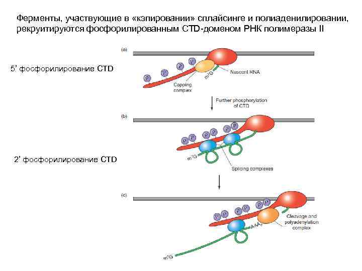 Ферменты, участвующие в «кэпировании» сплайсинге и полиаденилировании, рекруитируются фосфорилированным CTD-доменом РНК полимеразы II 5’