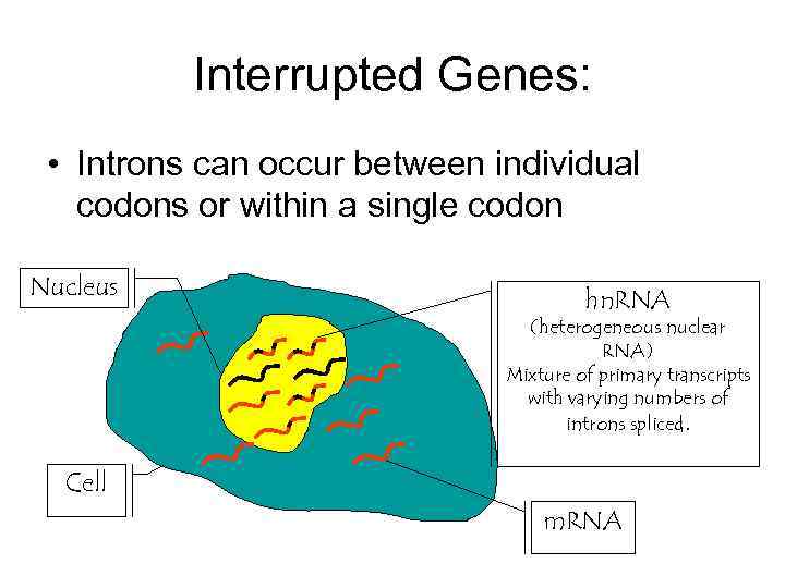 Interrupted Genes: • Introns can occur between individual codons or within a single codon