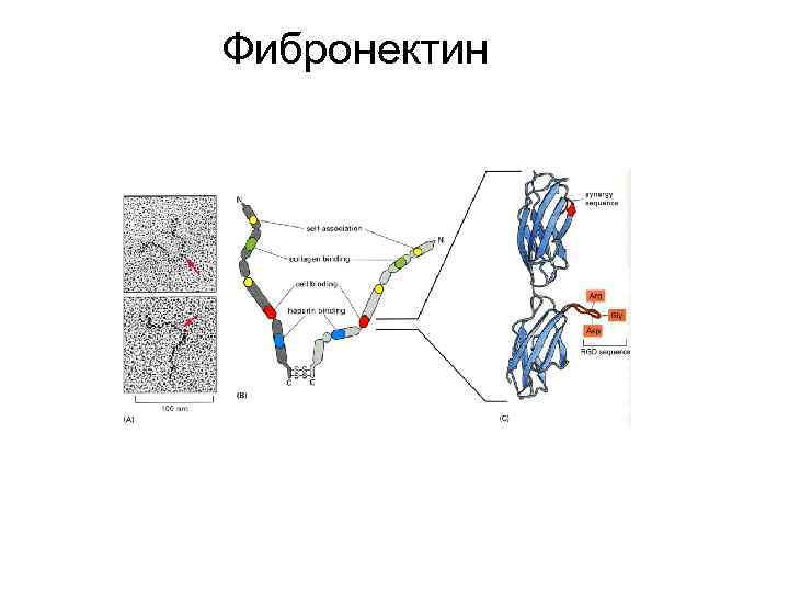 Фибронектин 