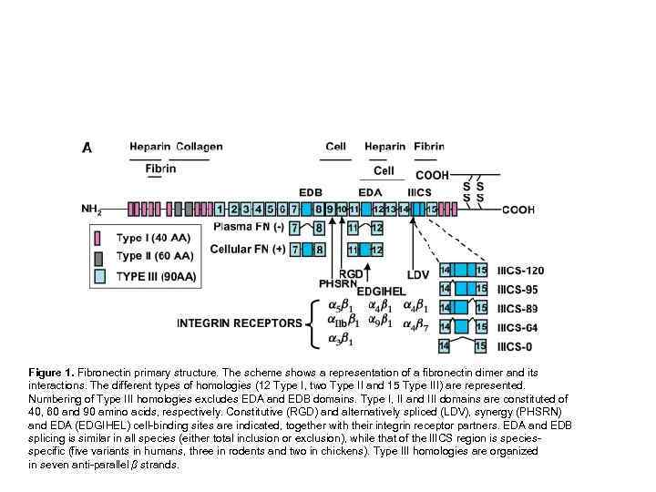 Figure 1. Fibronectin primary structure. The scheme shows a representation of a fibronectin dimer