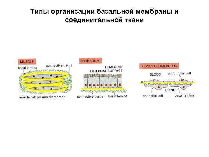 Типы организации базальной мембраны и соединительной ткани 