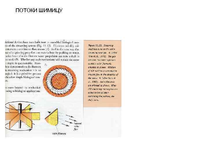 ПОТОКИ ШИМИЦУ 