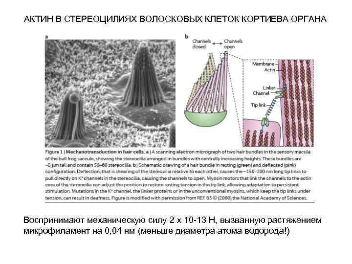 АКТИН В СТЕРЕОЦИЛИЯХ ВОЛОСКОВЫХ КЛЕТОК КОРТИЕВА ОРГАНА Воспринимают механическую силу 2 x 10 -13
