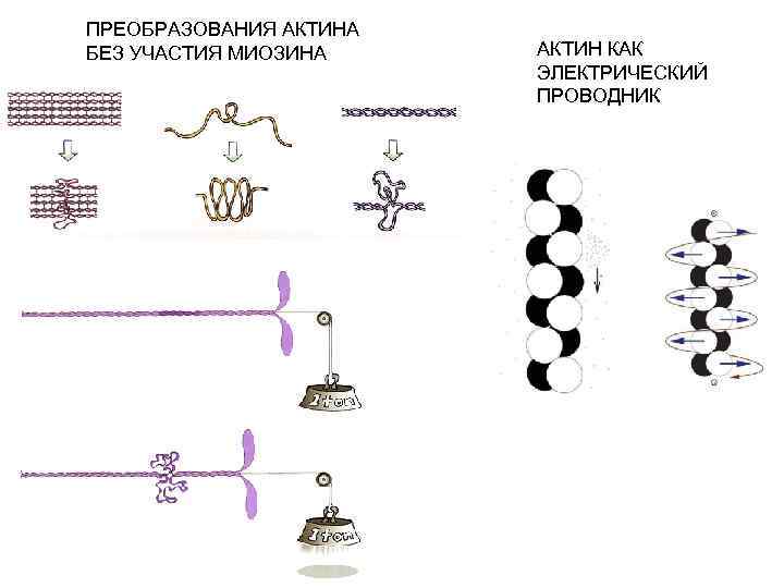 ПРЕОБРАЗОВАНИЯ АКТИНА БЕЗ УЧАСТИЯ МИОЗИНА АКТИН КАК ЭЛЕКТРИЧЕСКИЙ ПРОВОДНИК 