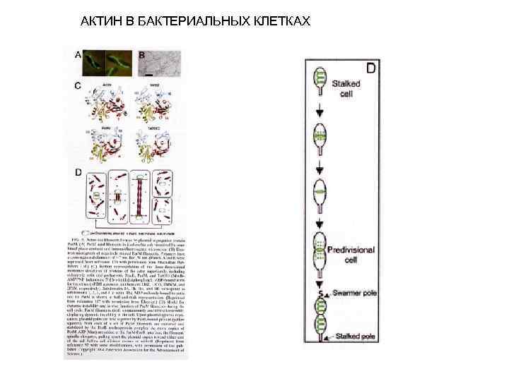 АКТИН В БАКТЕРИАЛЬНЫХ КЛЕТКАХ 