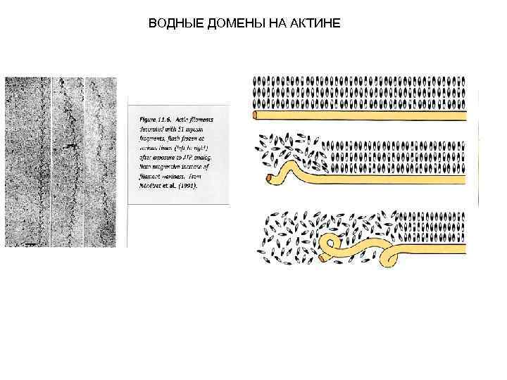 ВОДНЫЕ ДОМЕНЫ НА АКТИНЕ 