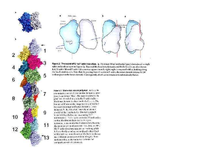 2 4 6 8 10 12 1 3 5 7 9 11 13 