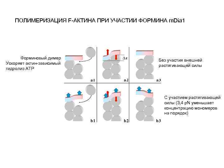 ПОЛИМЕРИЗАЦИЯ F-АКТИНА ПРИ УЧАСТИИ ФОРМИНА m. Dia 1 Форминовый димер Ускоряет актин-зависимый гидролиз ATP