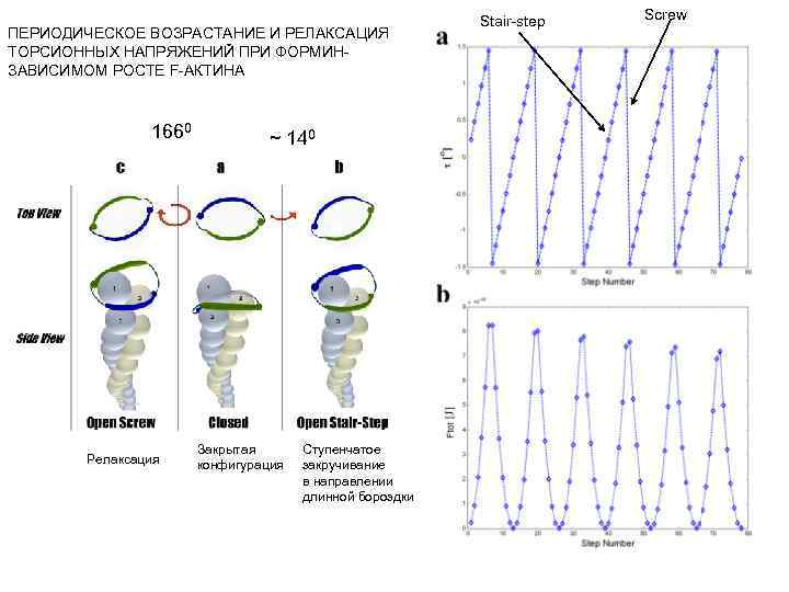ПЕРИОДИЧЕСКОЕ ВОЗРАСТАНИЕ И РЕЛАКСАЦИЯ ТОРСИОННЫХ НАПРЯЖЕНИЙ ПРИ ФОРМИНЗАВИСИМОМ РОСТЕ F-АКТИНА 1660 Релаксация ~ 140