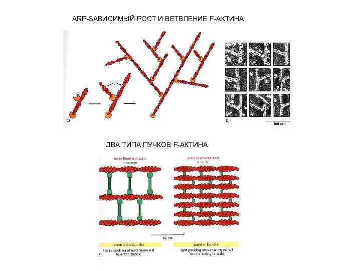 ARP-ЗАВИСИМЫЙ РОСТ И ВЕТВЛЕНИЕ F-АКТИНА ДВА ТИПА ПУЧКОВ F-АКТИНА 