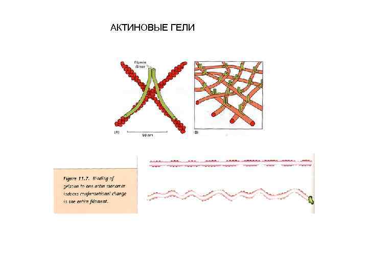 АКТИНОВЫЕ ГЕЛИ 