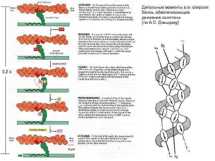 Дипольные моменты в α- спирали белка, обеспечивающие движение солитона (по А. С. Давыдову) 0,